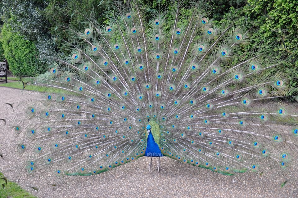 Peacock