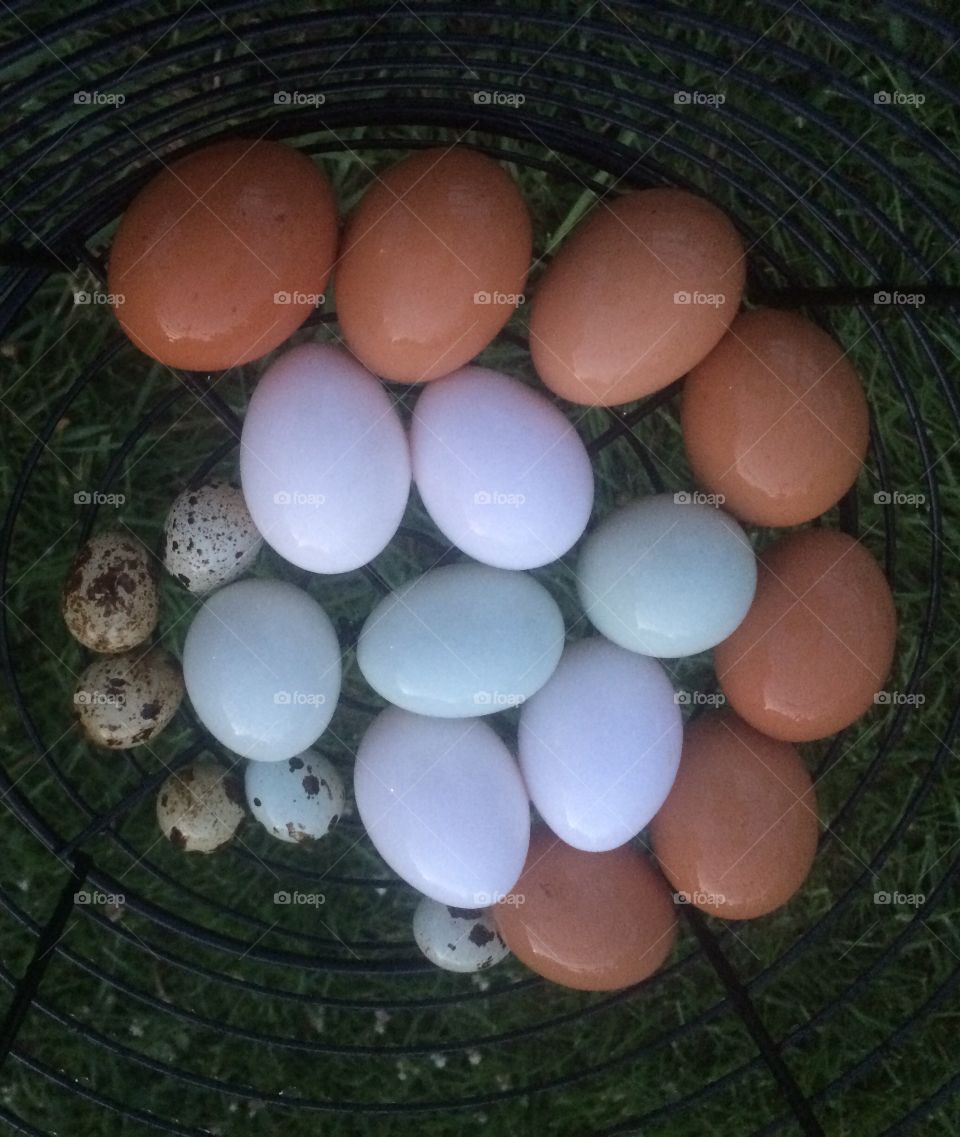 Eggs Gathered in Evening Light