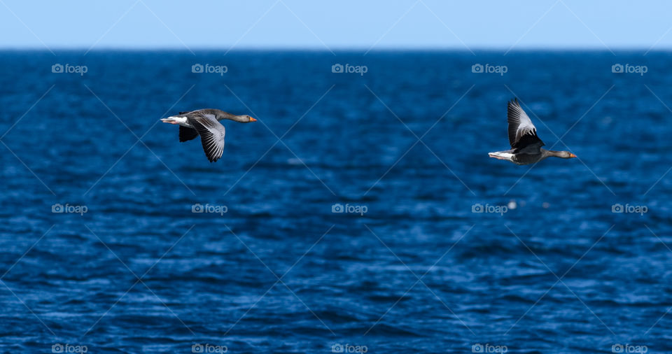 Two geese flying over blue Atlantic ocean near Reykjavik, Iceland on early June morning. 