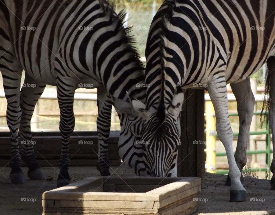 Closeup of two zebra