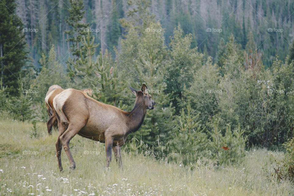 Wildlife deer 