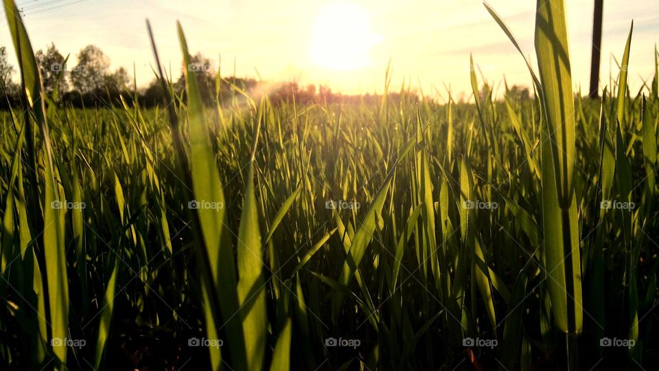 Sunrays over the crop field