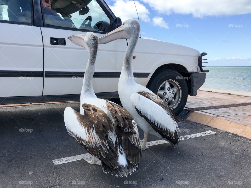 Two Pelicans looking for food hand-outs