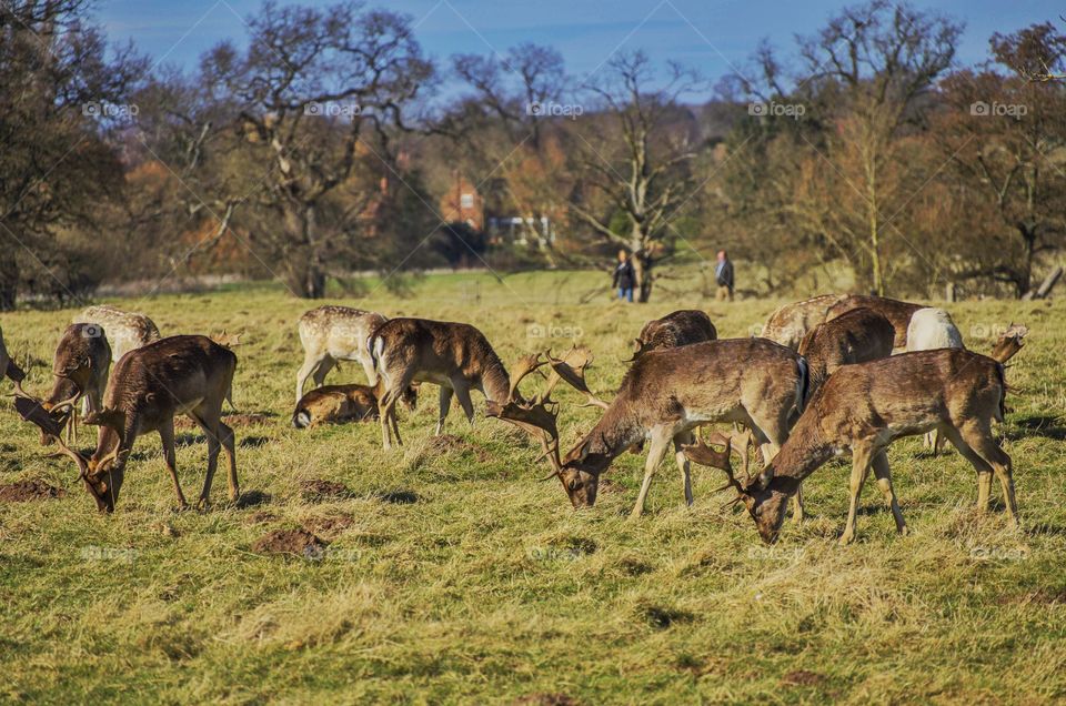 Deer . Park