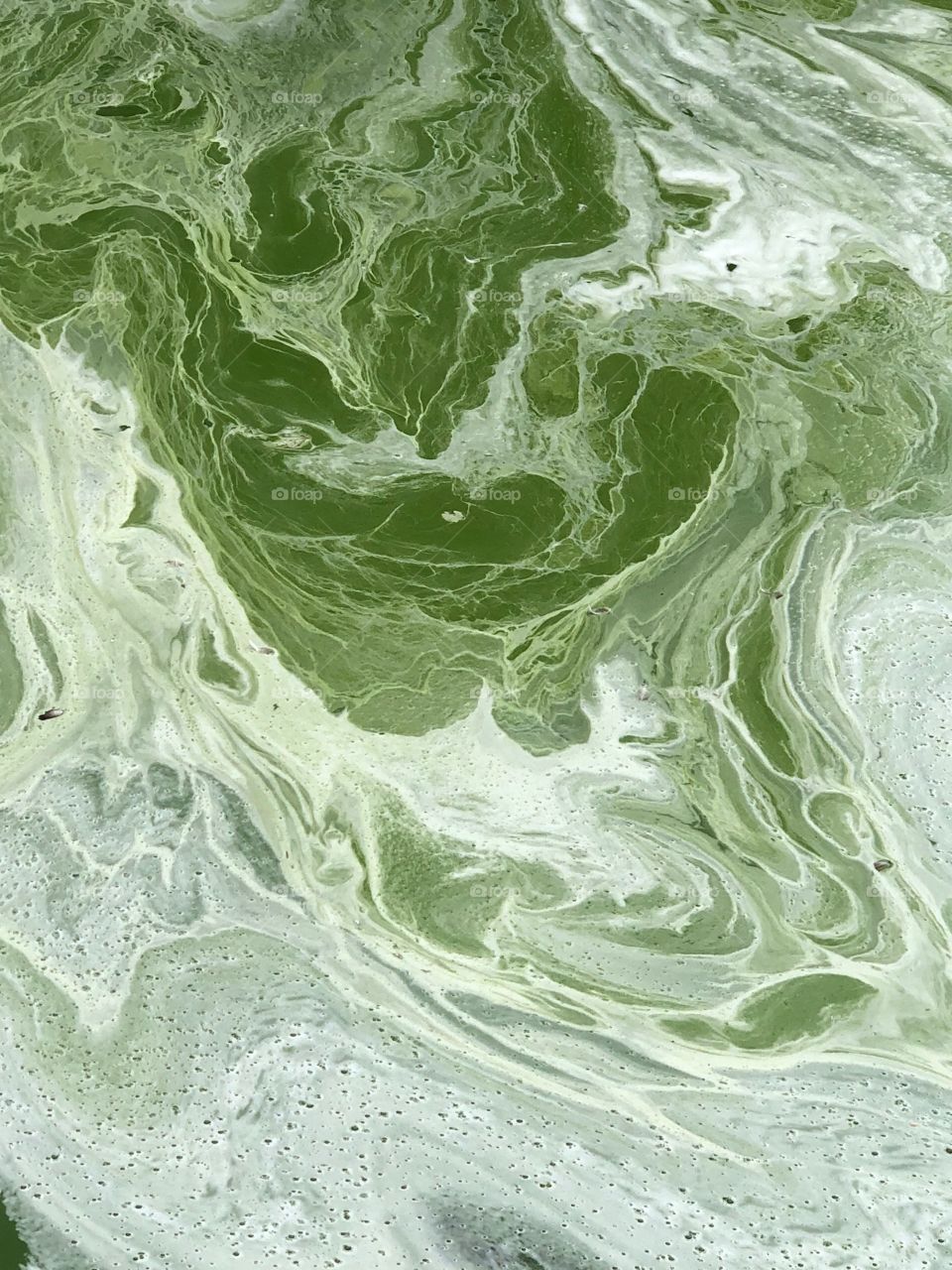 Algae - ugly in real live but makes a great picture