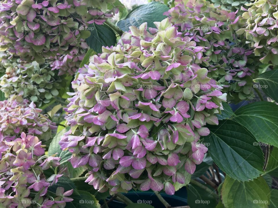 End summer hydrangeas 