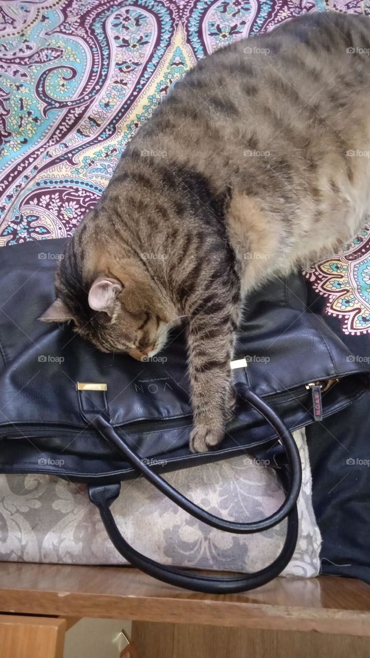 кот и сумка