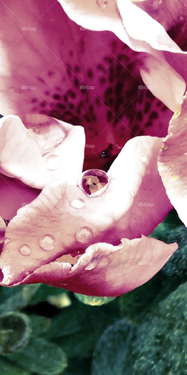 the rain drops on the top of the pink friedhelm flowers.