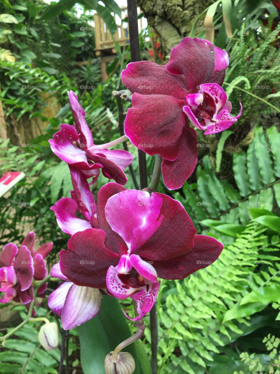 Violet orhid