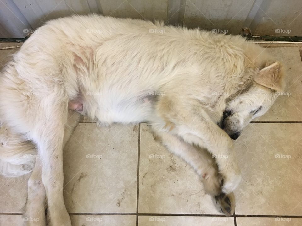 Sleeping giant! Our lovable great white Pyrenees puppy