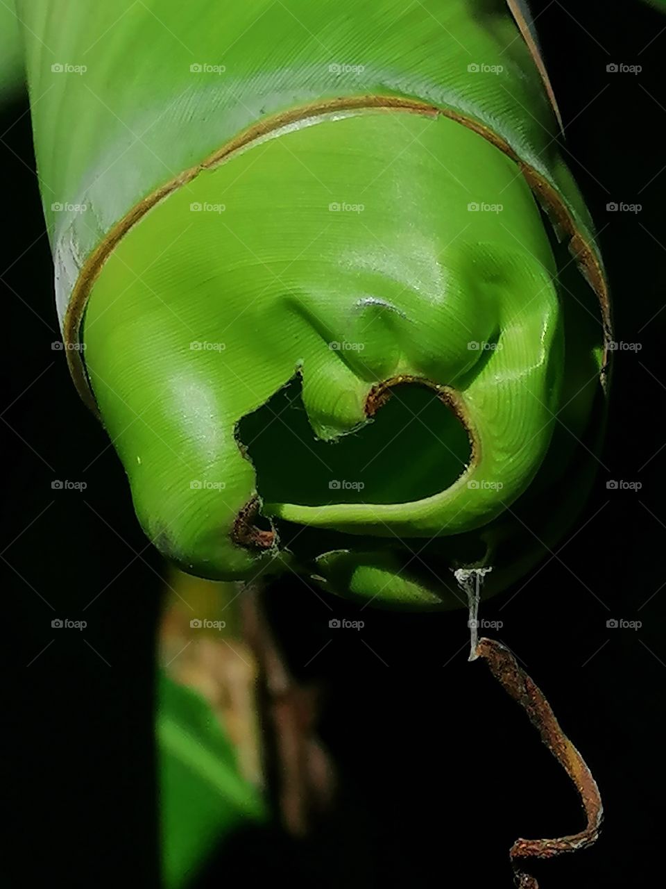 Even banana leaf has a heart. A true shape of nature