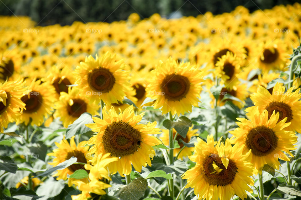 Sunflower, Summer, Flower, Flora, Nature