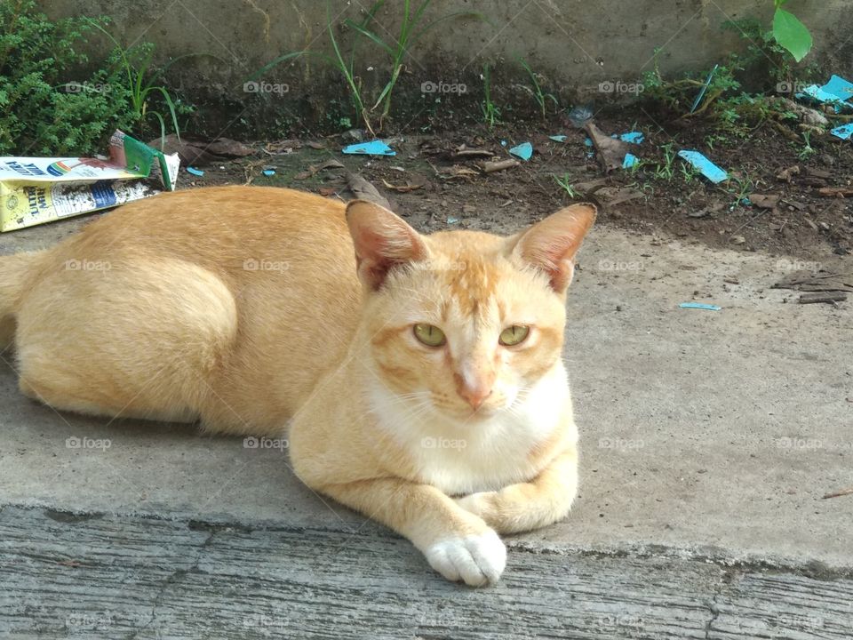 A Staring Cat is Questioning