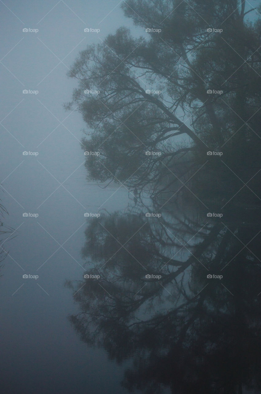 Reflection of a tree in the thousand islands. The Morning was very misty which made for an interesting photo