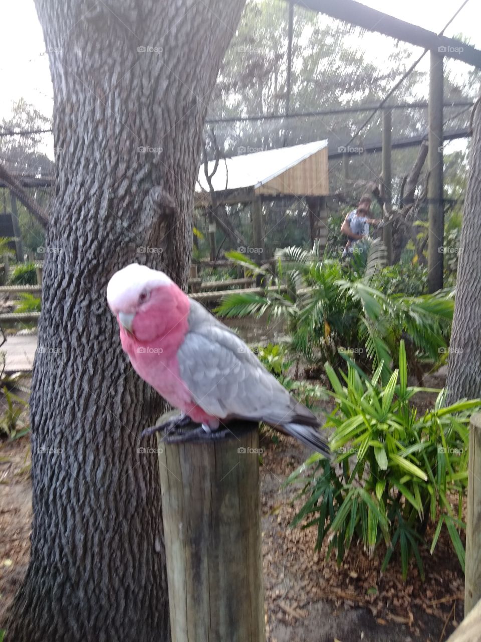 Beautiful Pink and Gray Parrot