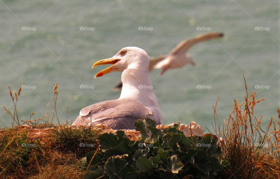 Seagull