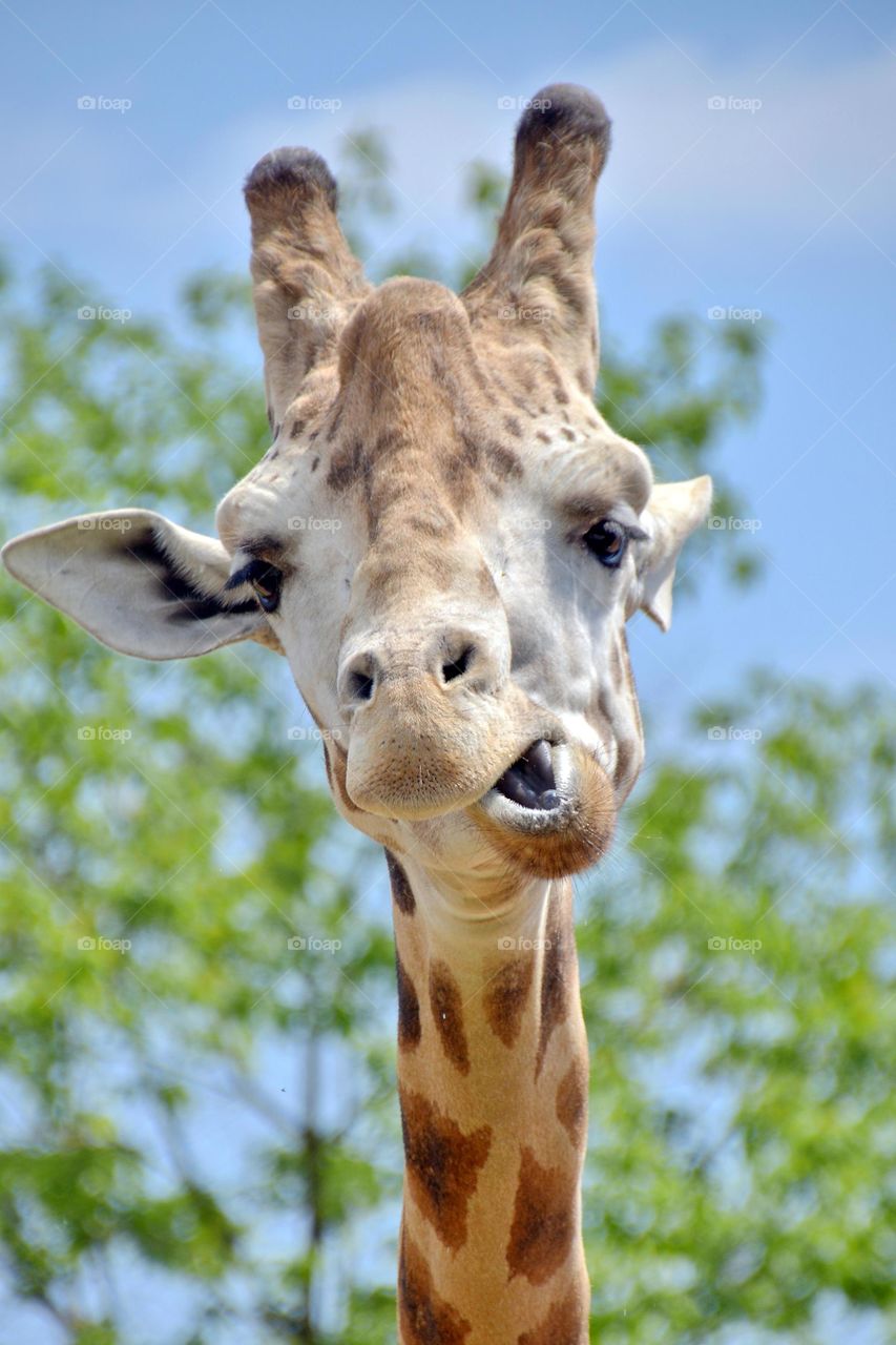 portrait of a giraffe