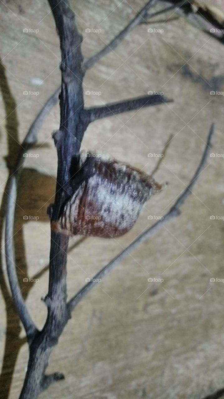 Cocoon is one of the stages of insect life which undergoes metamorphosis