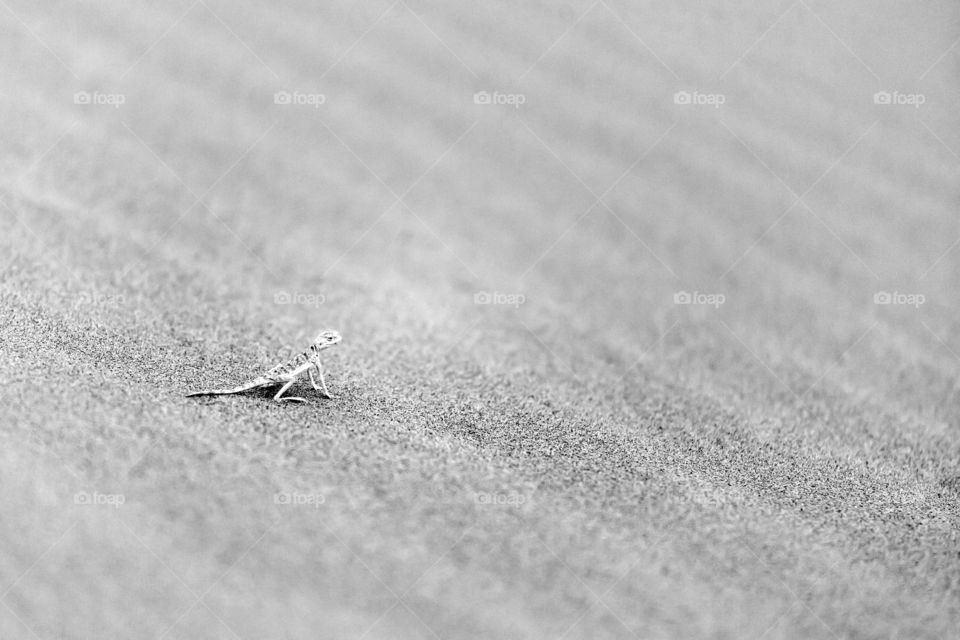 Tiny lizard in the desert trying to blend in with the environment