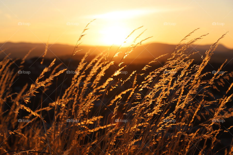 Dry tall grass swaying on a light breeze on summer sunset