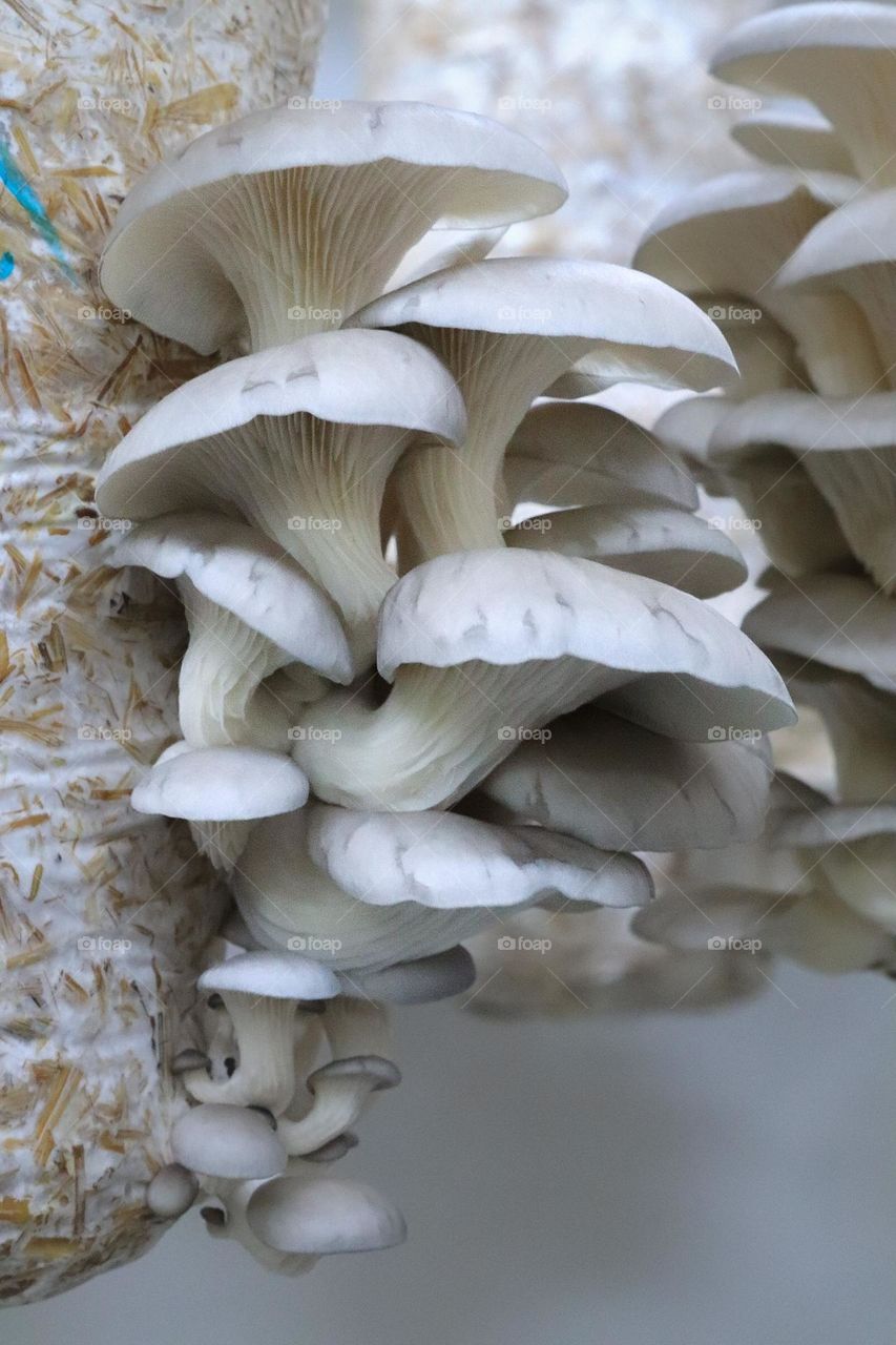 Growing White Oyster Mushroom Farm