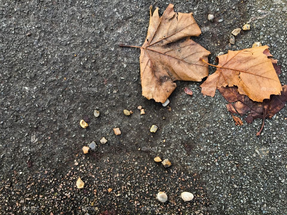 Fallen leaves and pebbles on asphalt