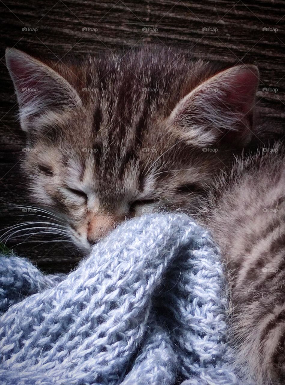 Sleeping kitten, in a woolen blue scarf