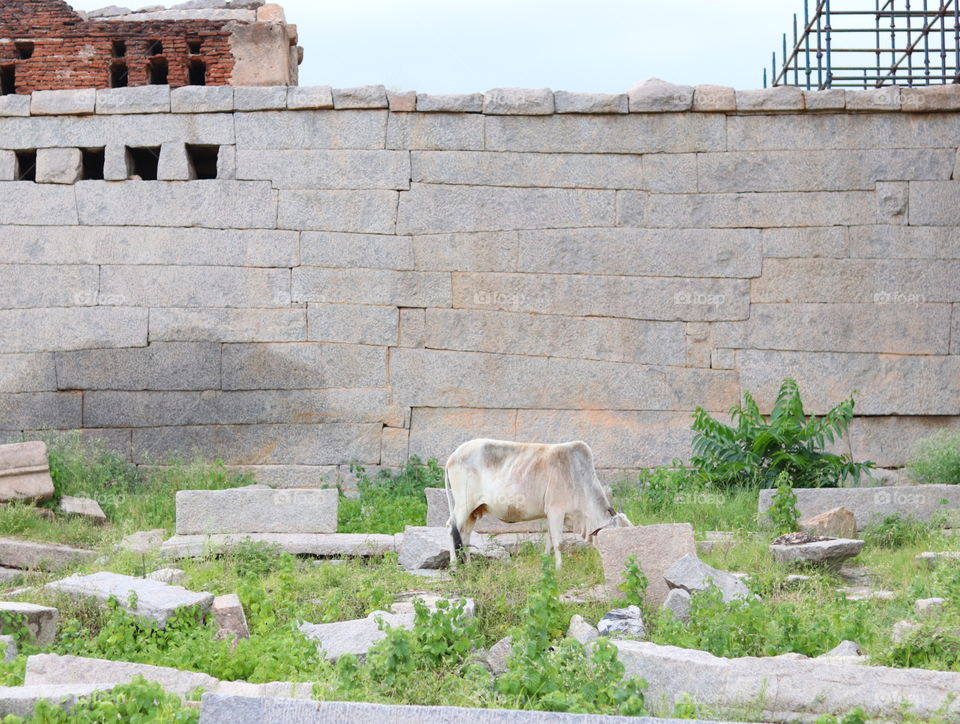 cow and pattern stone
