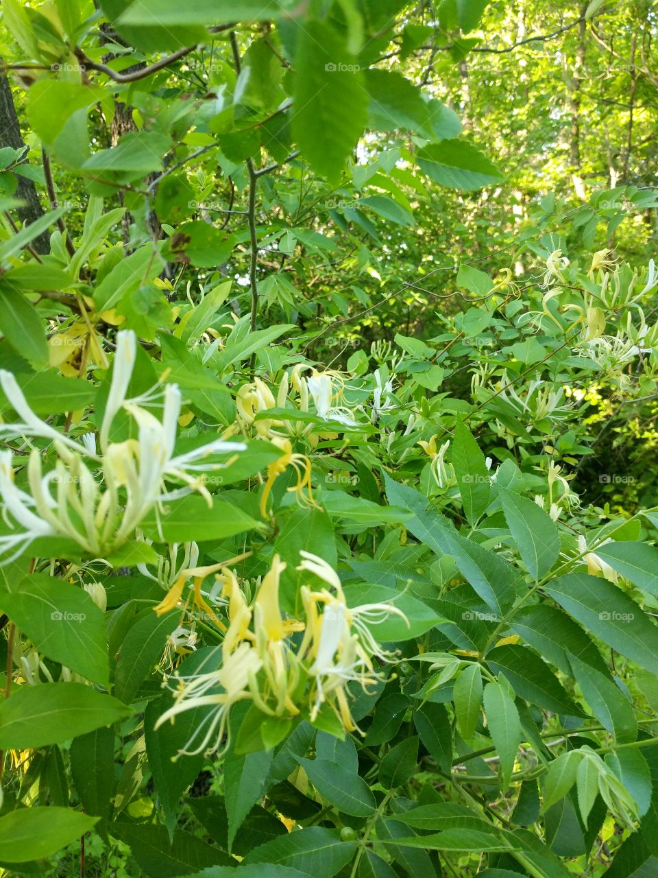 yellow honeysuckle