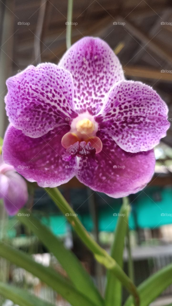 micro photo of orchid