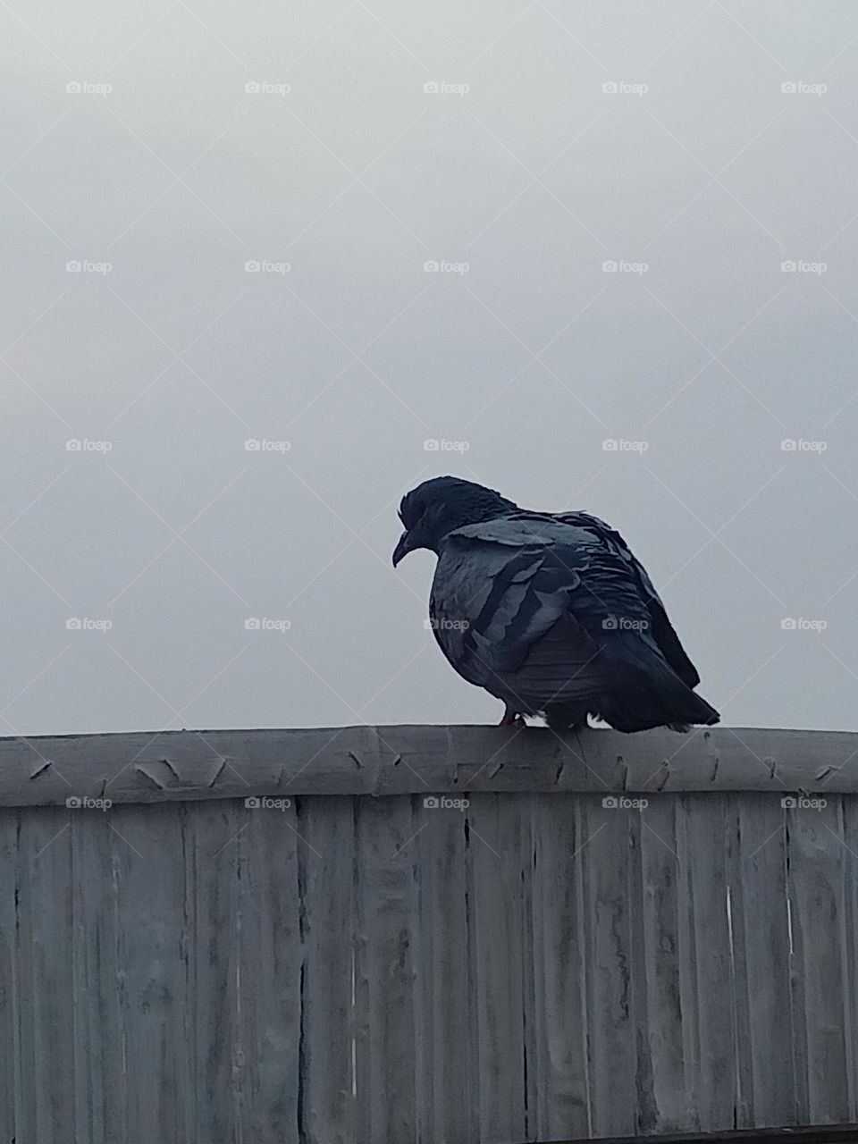 bird sitting at the edge of wall, during winter