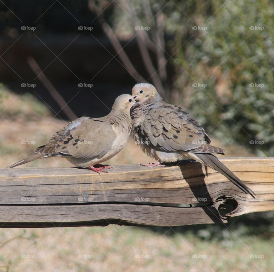 Mated Pair of Doves