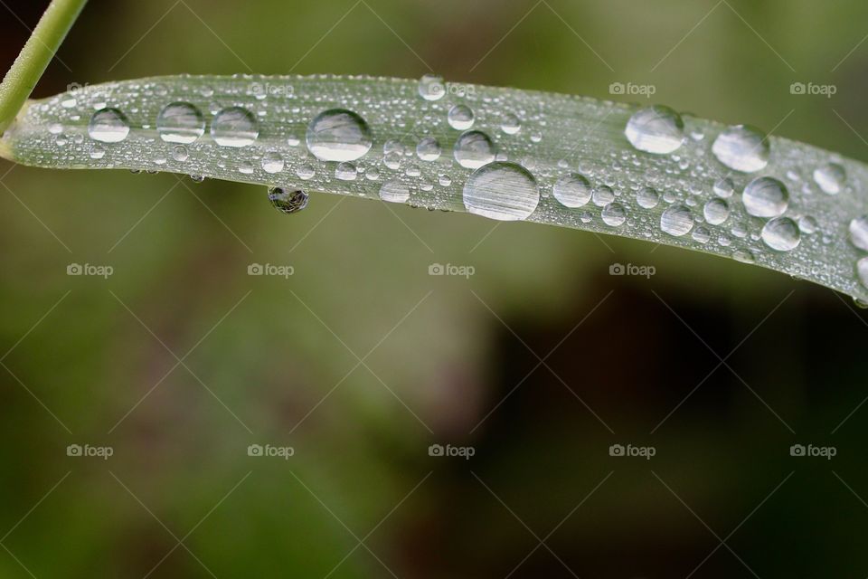 Morning dew on grass blade