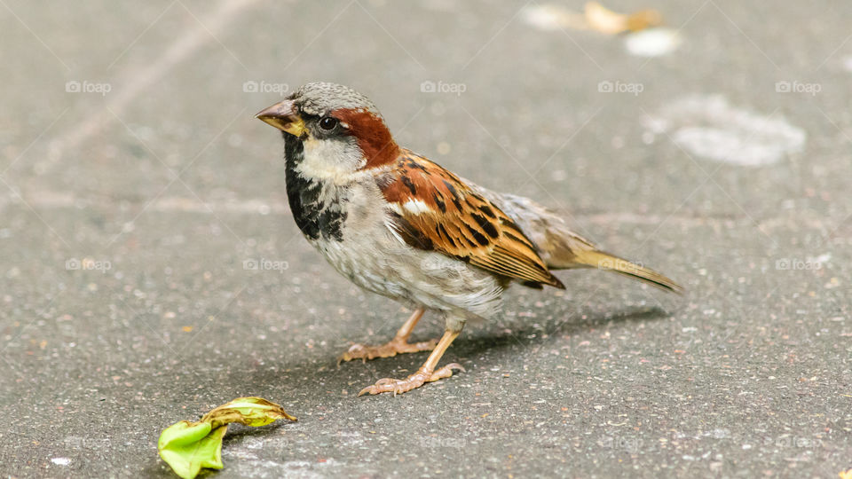 Sparrow in Bellevue South Park NYC.
