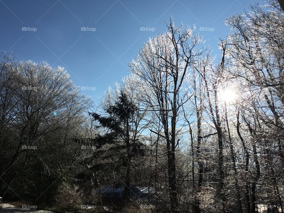 Ice glittering on trees