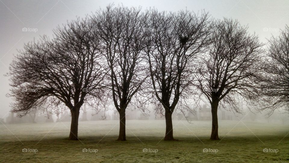 Tree, Landscape, Fog, Wood, Branch
