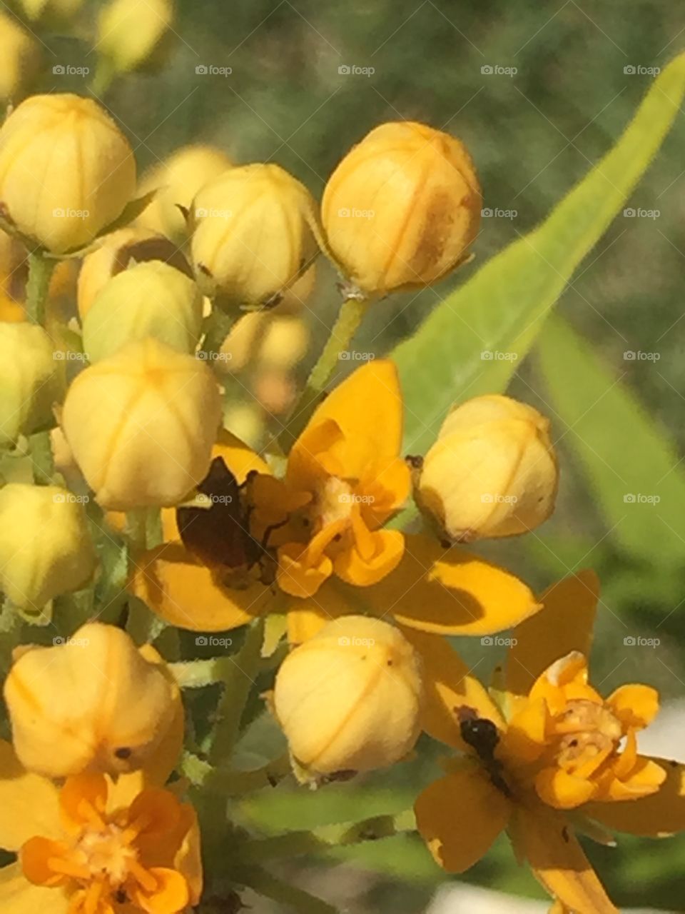 Peek-a-boo ladybug 