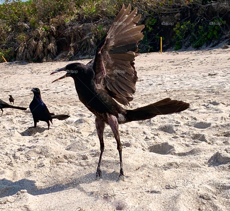 Funny Boat-Tailed Tail Grackle bird with more behind it, about to fly showing their legs stretched in the beach sand by the tropical bushes and plants.