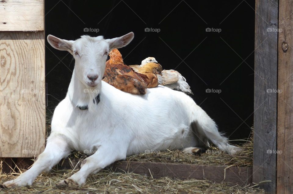 Chicks taking a nap on a goat.