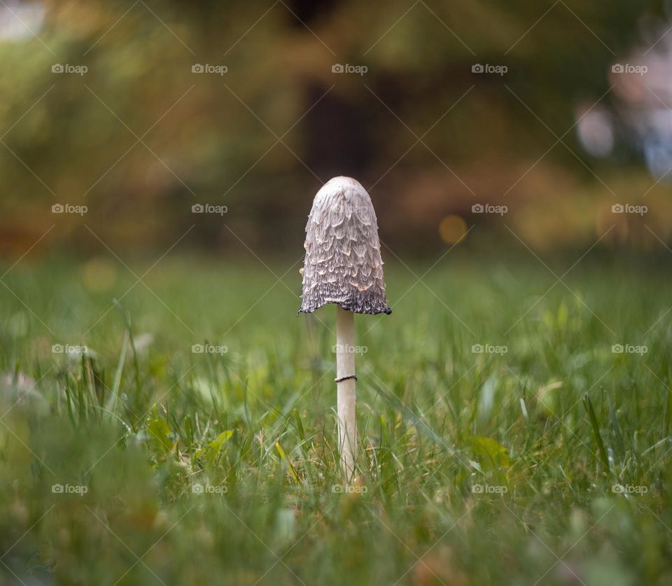 nice autumn mushroom