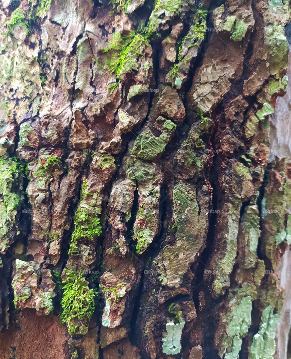 background and texture of mossy tree bark