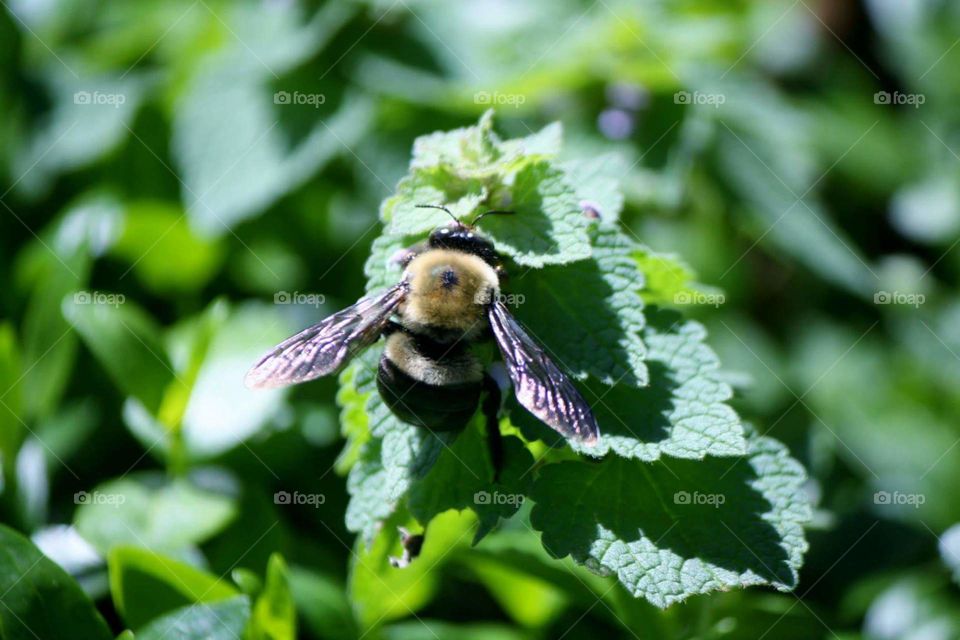 All hail the honey bee