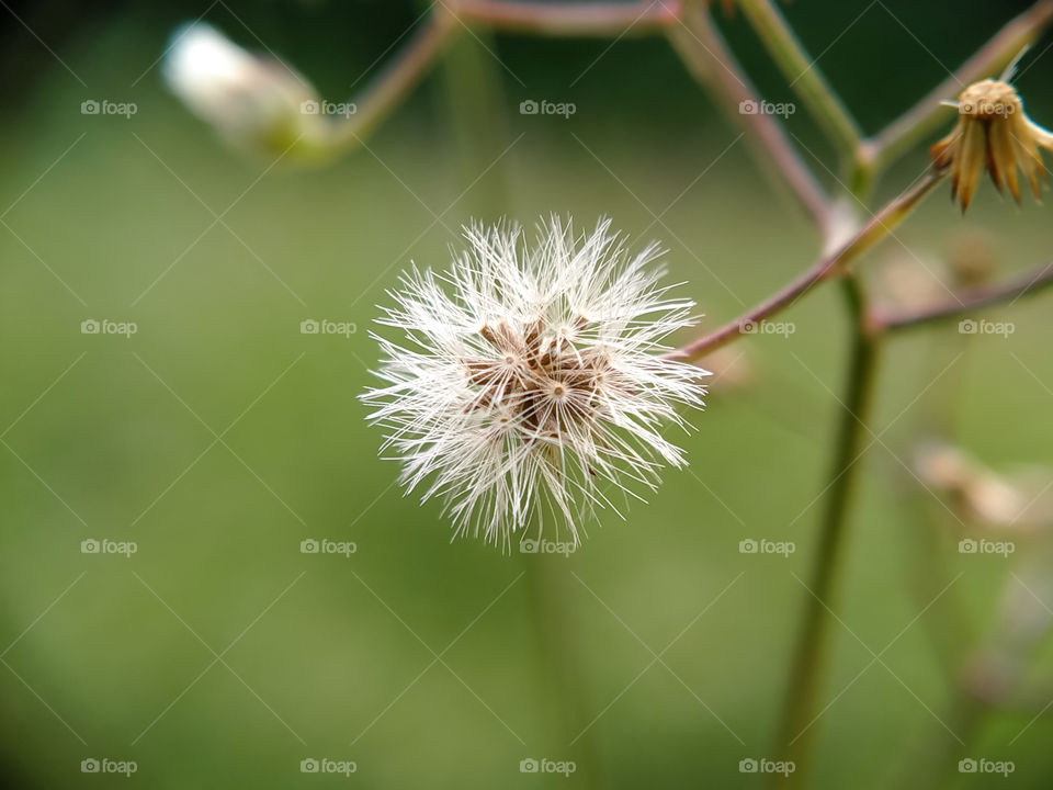 Some dried bush flowers prepare to be blown by the wind. Beautiful view in the garden.