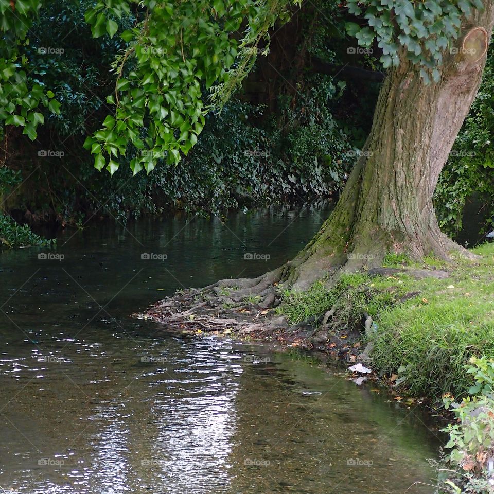 A small quiet stream winding around a large twisted and leaning tree on its banks on a peaceful and relaxing summer day. 