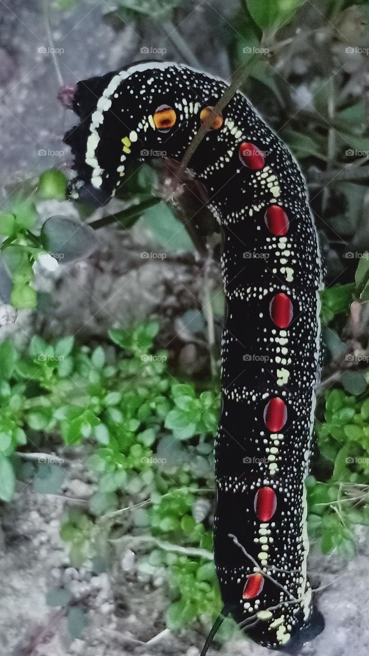 Portrait Black Caterpillar