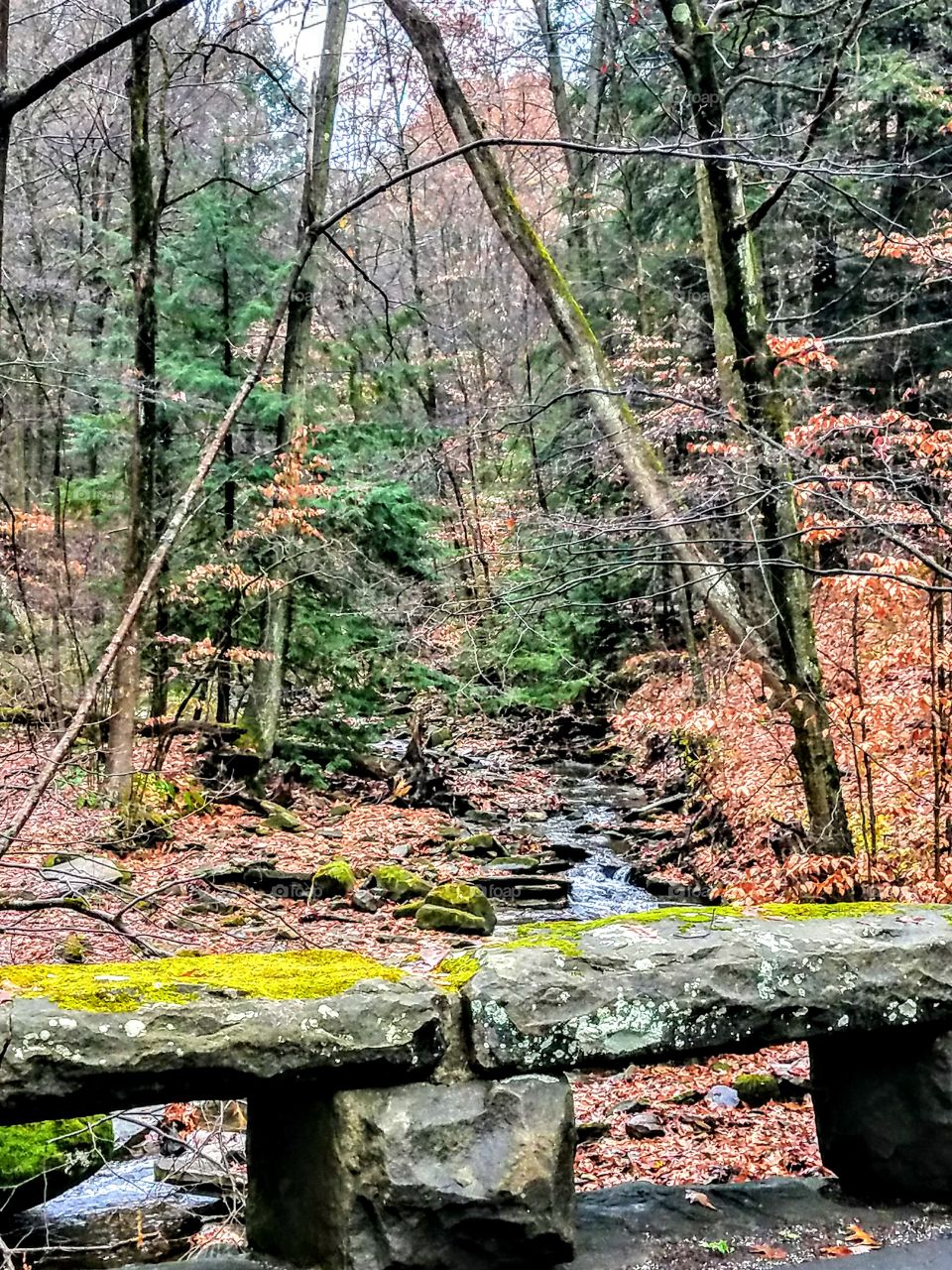 Creek Through The Trees
