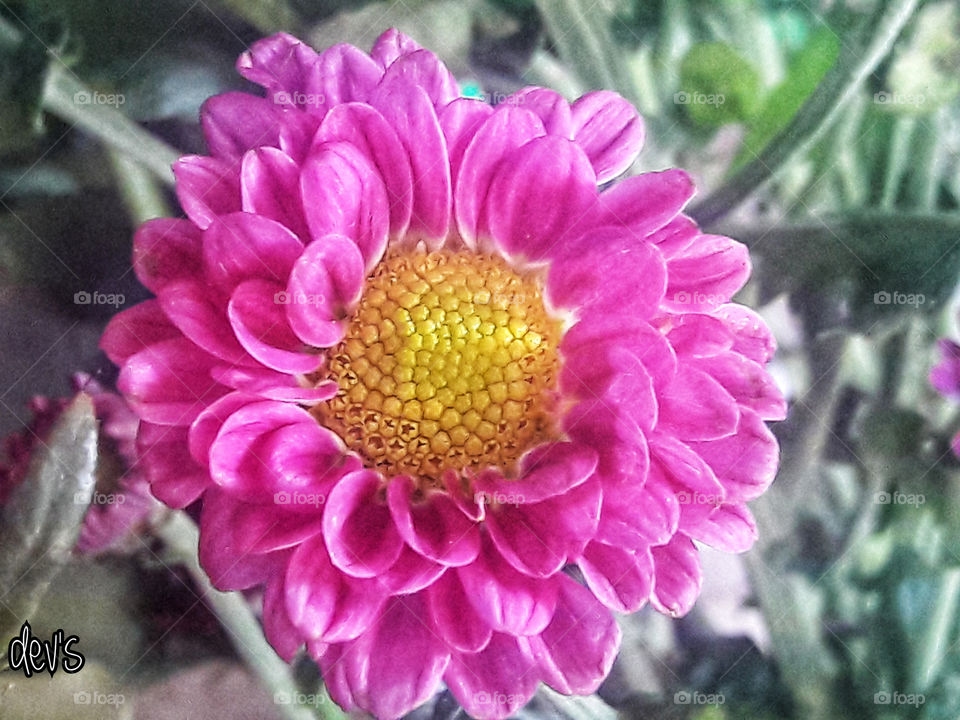 Flowers don’t worry about how they’re going to bloom. They just open up and turn toward the light and that makes them beautiful

— Jim Carrey