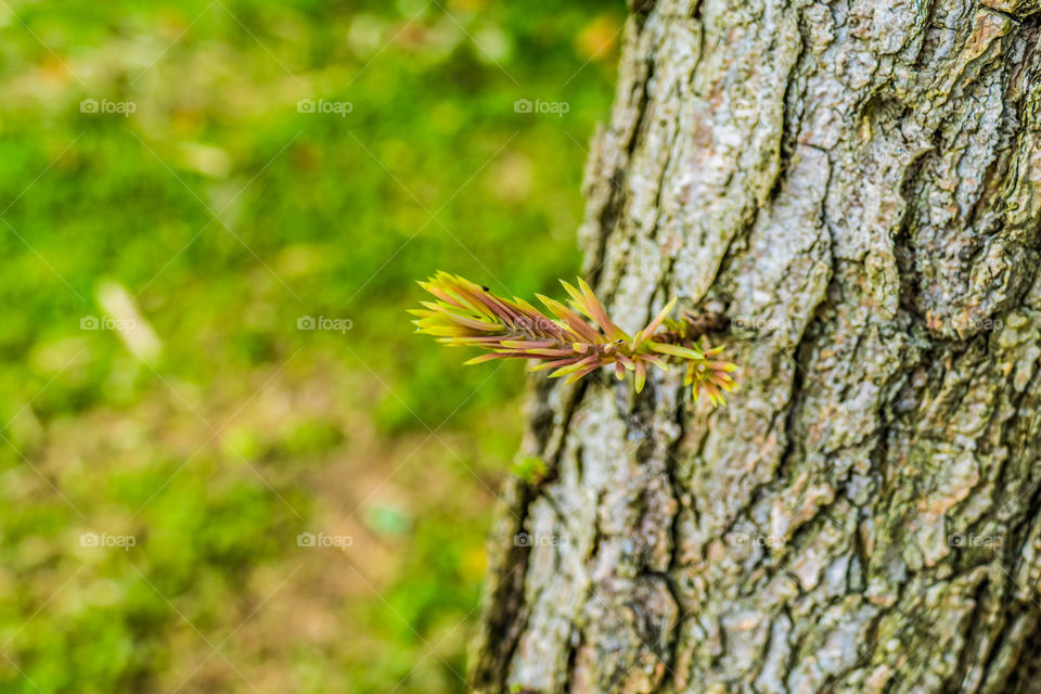 Larches small leaf closeup photo