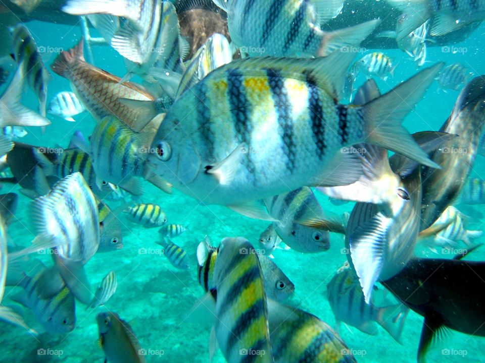 fishes in The caribbean sea