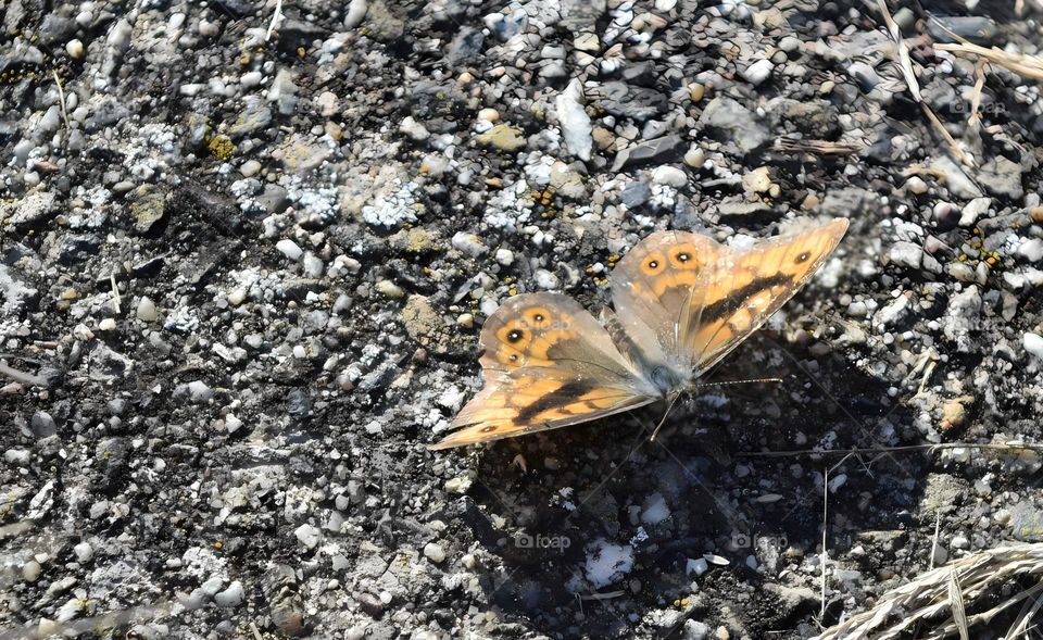 brown and orange butterfly sitting in the sun on a grey stone tile